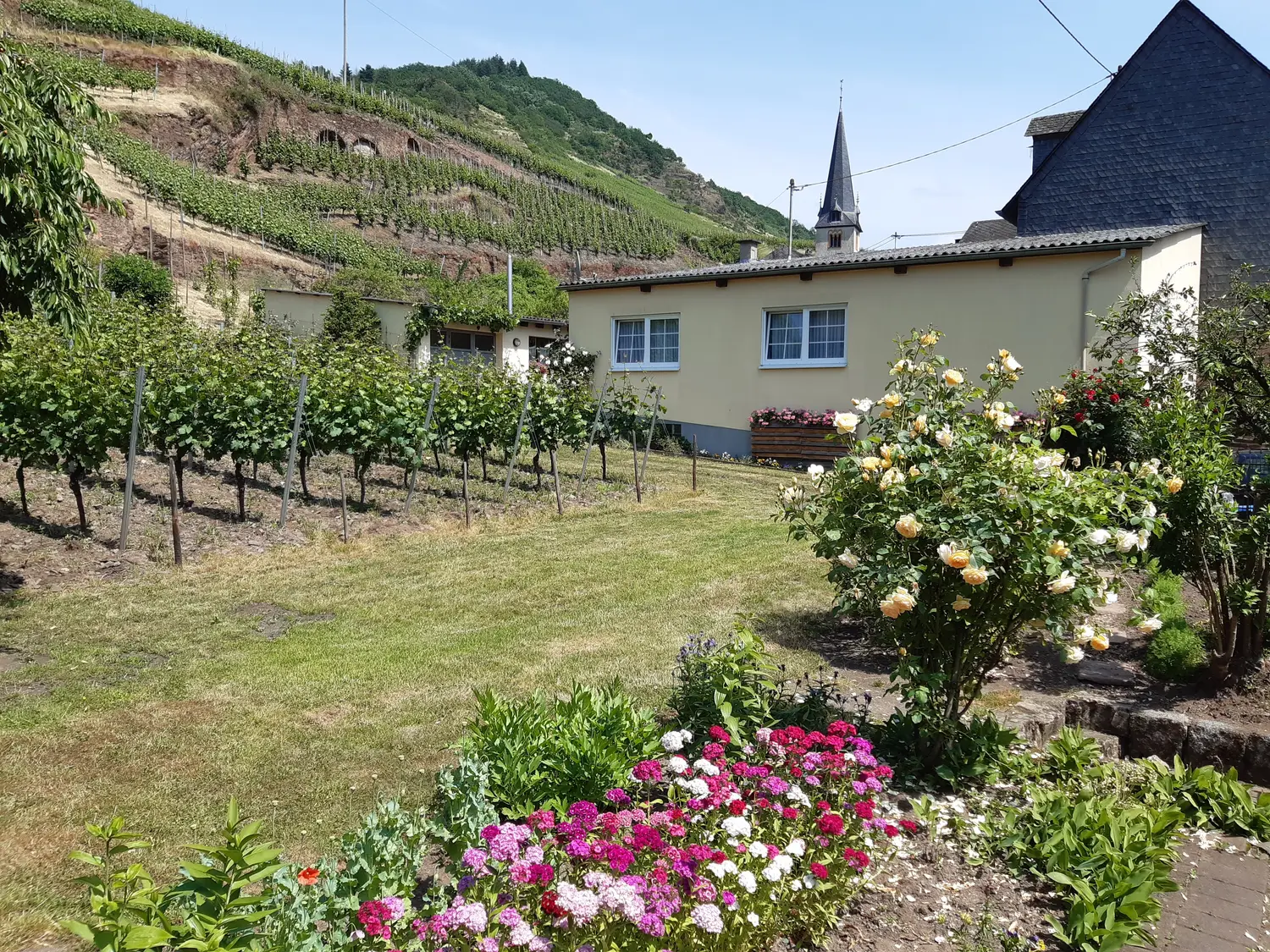 Ferienhaus des Weinguts mit Rosengarten und Weinbergen im Hintergrund