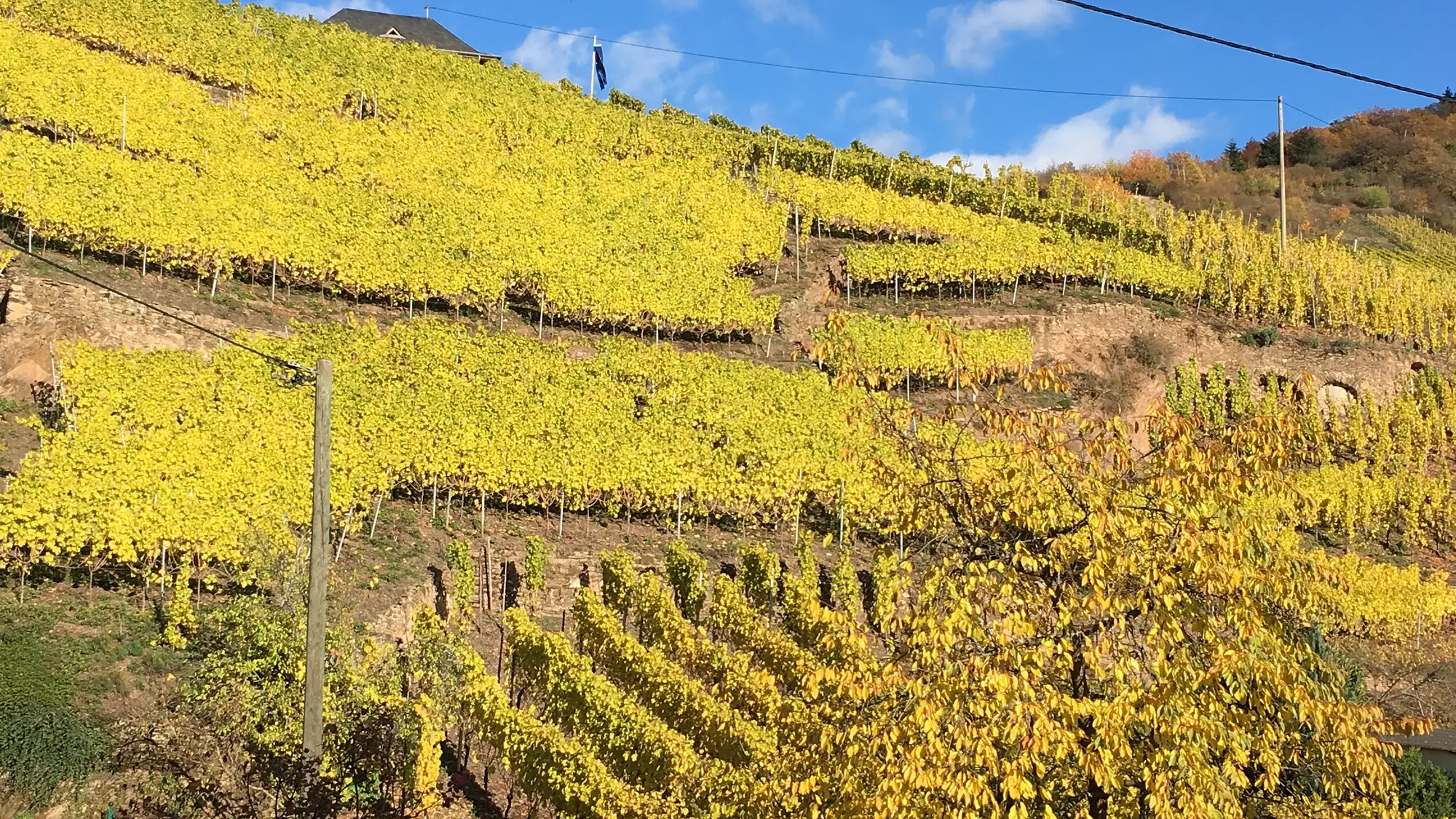 Goldene Steillagen-Weinberge an der Mosel bei Ediger-Eller im Herbst