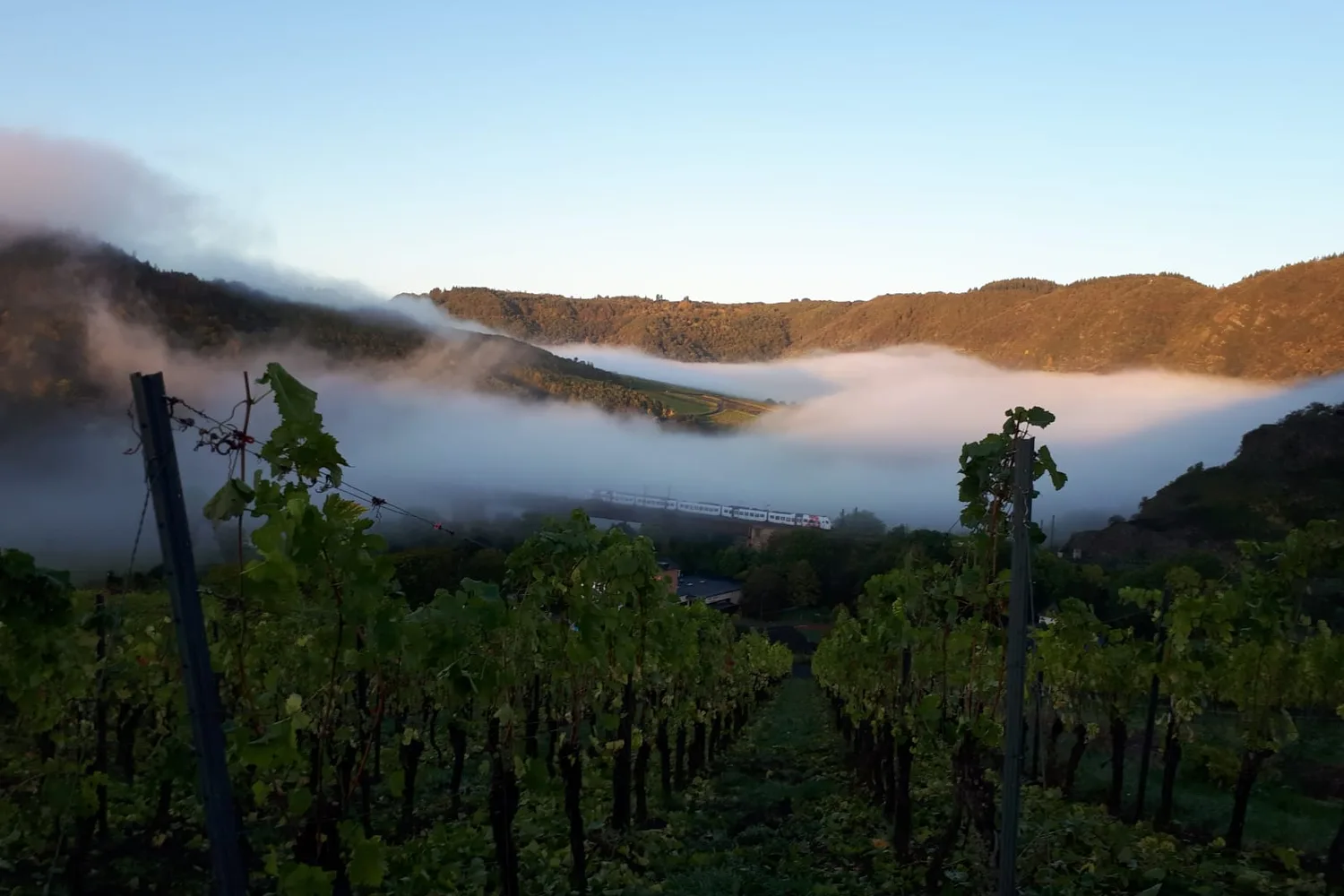 Morgennebel über den Moselweinbergen bei Ediger-Eller