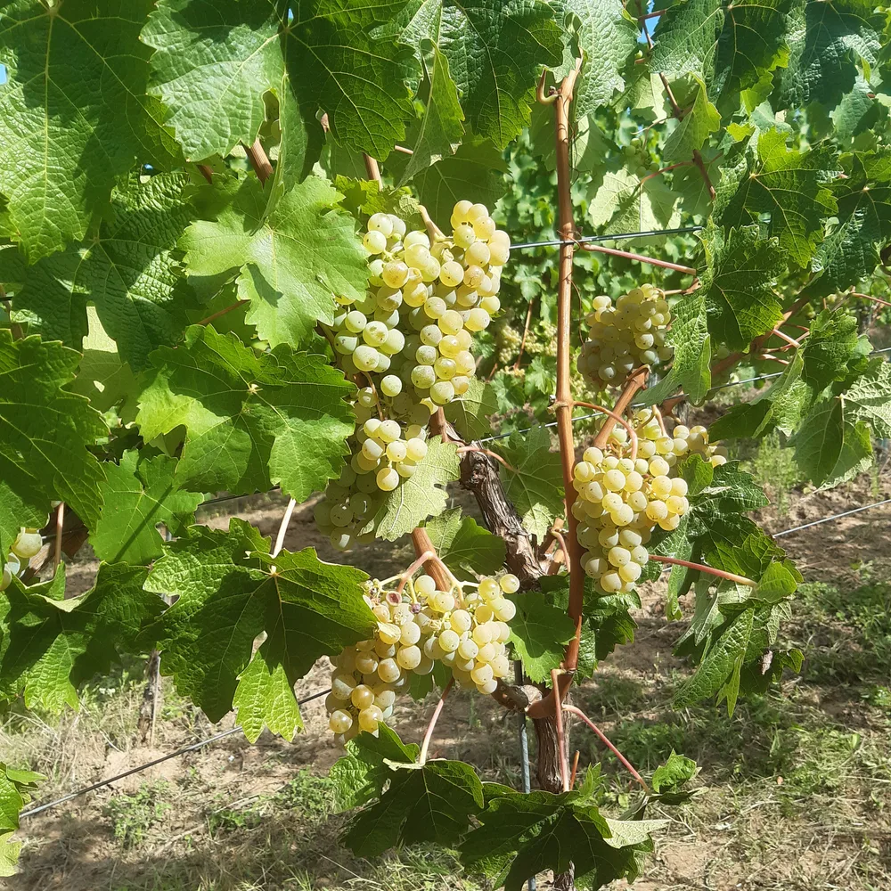 Reife Rieslingtrauben am Rebstock